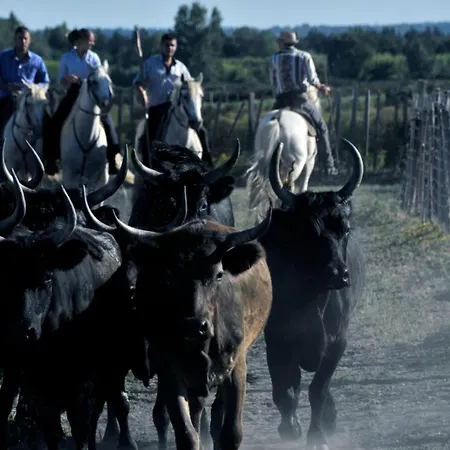 Apartamento Les Pieds Dans Le Sable Vue 1 1 Le Grau-du-Roi